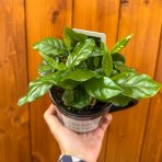 Kávovník arabský (Coffea Arabica) - výška 15-25 cm, kont. C1L - V HRNČEKU